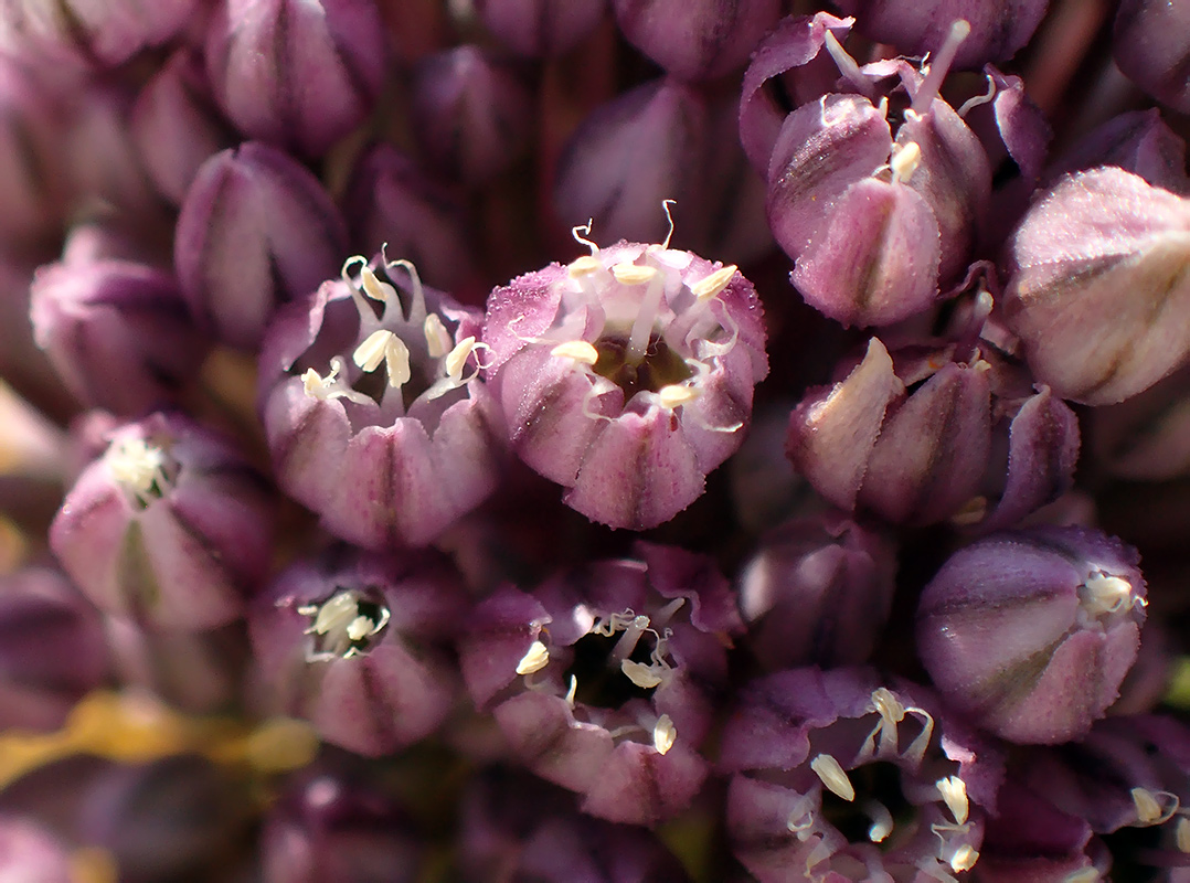 Изображение особи Allium polyanthum.