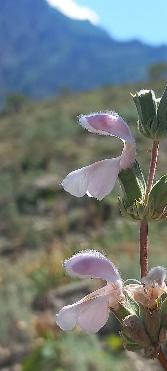 Image of Phlomoides kurpsaica specimen.