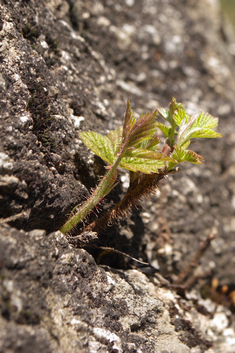 Image of Rubus idaeus specimen.