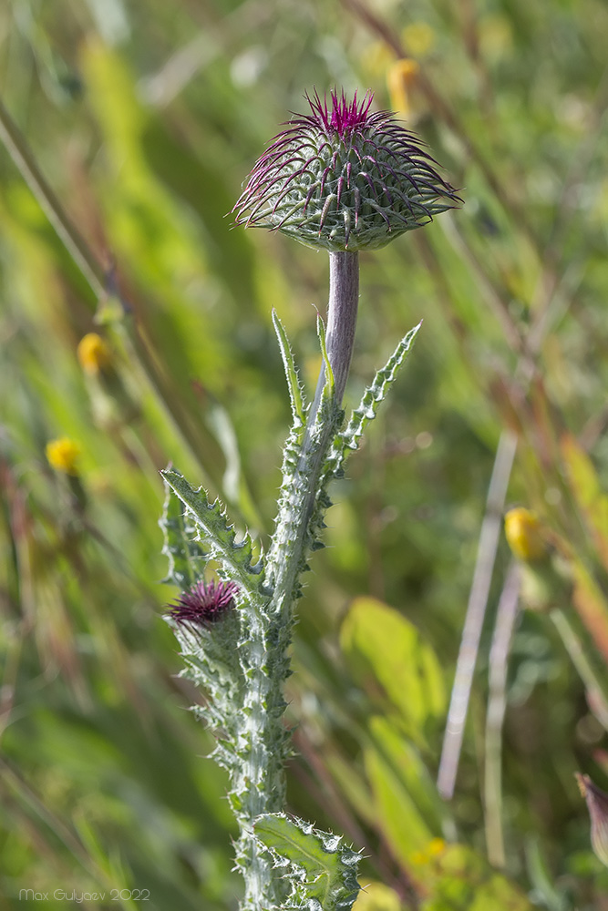 Image of genus Carduus specimen.