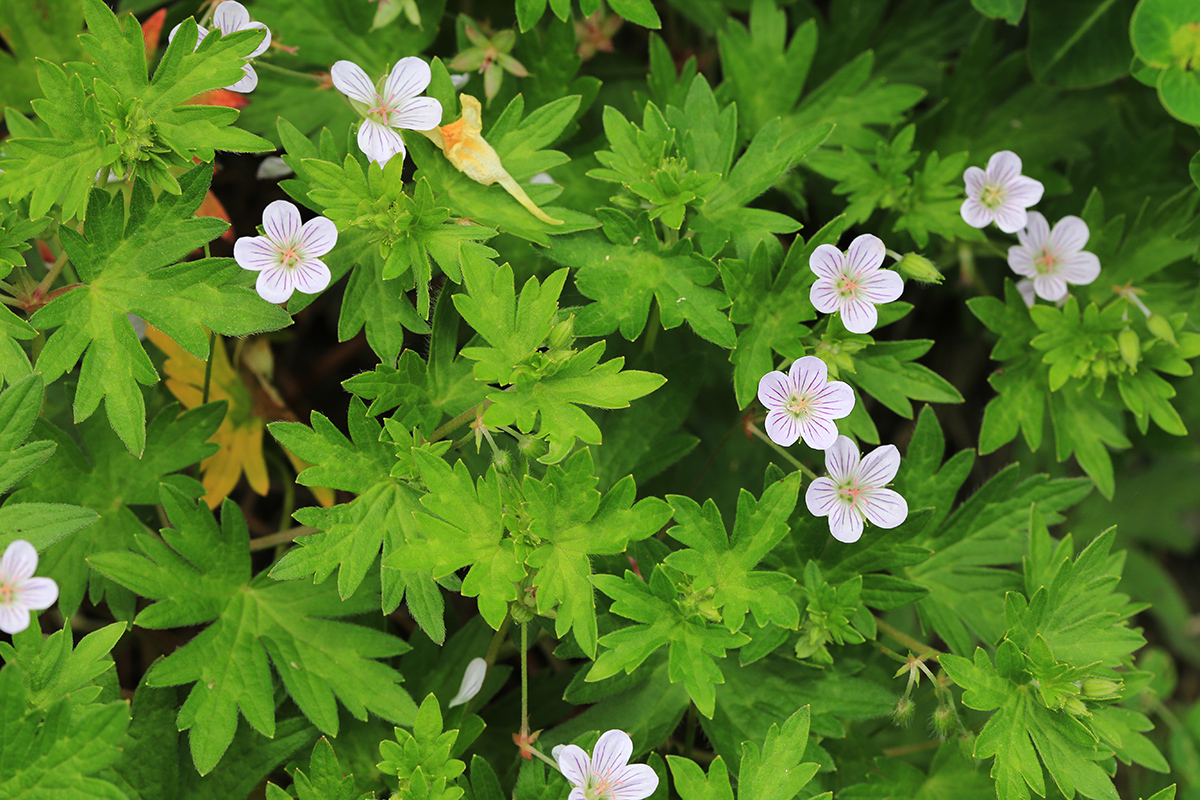 Image of Geranium dahuricum specimen.