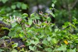 Lonicera caprifolium