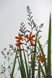 genus Crocosmia. Соцветие и верхушки листьев. Папуа Новая Гвинея, регион Уэстерн-Хайлендс, окр. Camp JJ Komane mambuno. 16.08.2009.