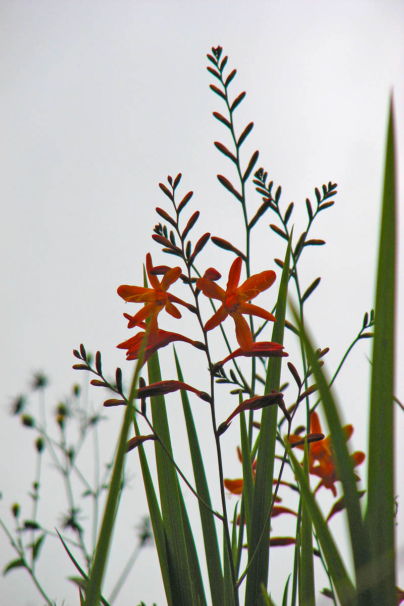 Изображение особи род Crocosmia.