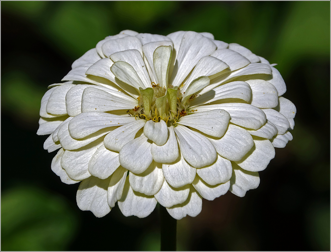 Image of Zinnia elegans specimen.