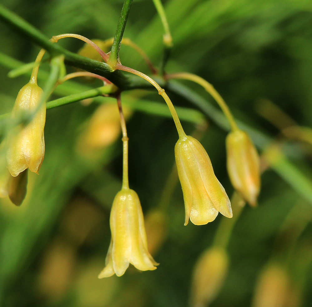 Image of Asparagus officinalis specimen.