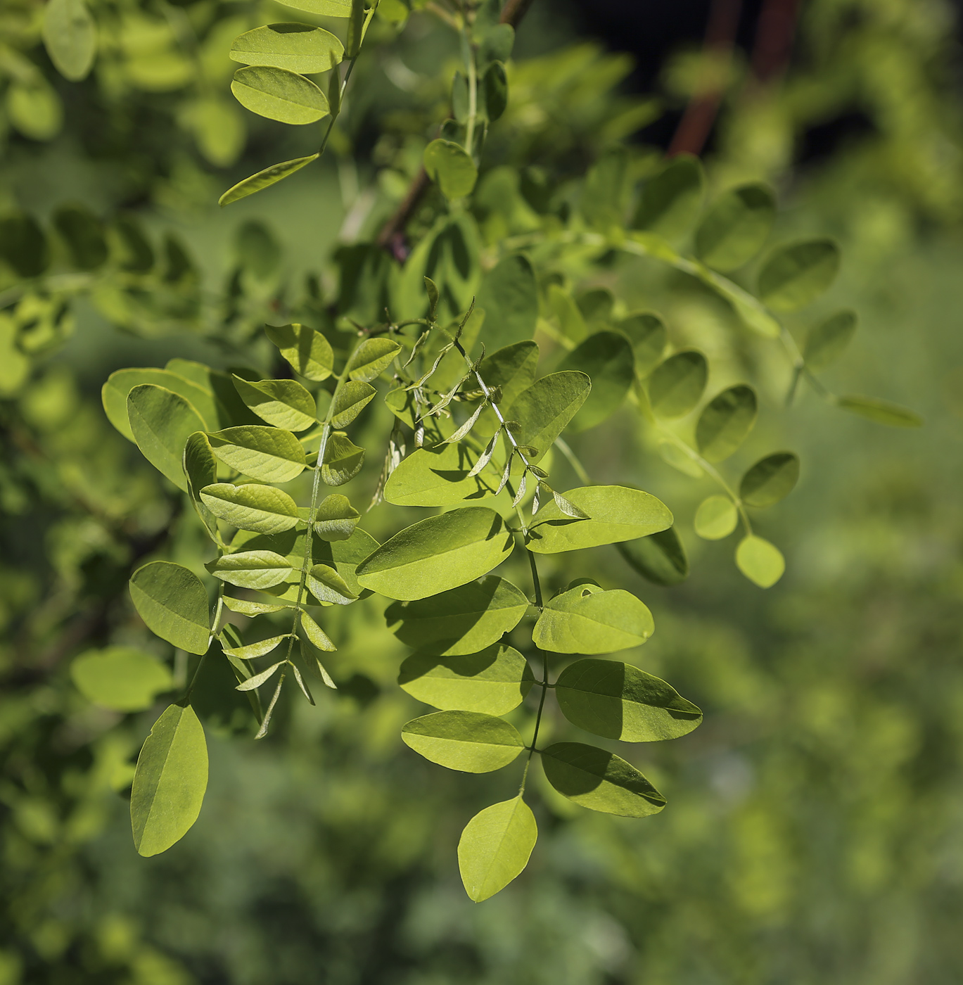 Изображение особи Robinia pseudoacacia.