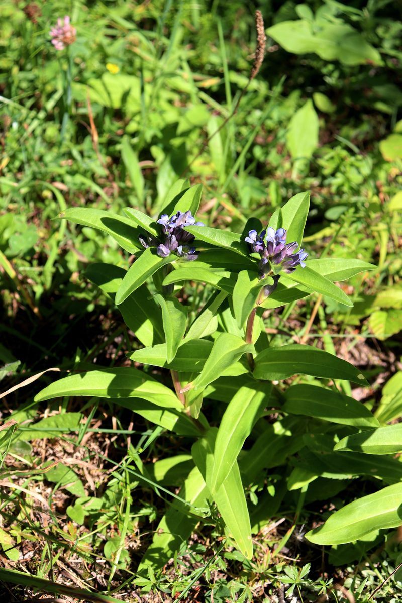 Image of Gentiana cruciata specimen.