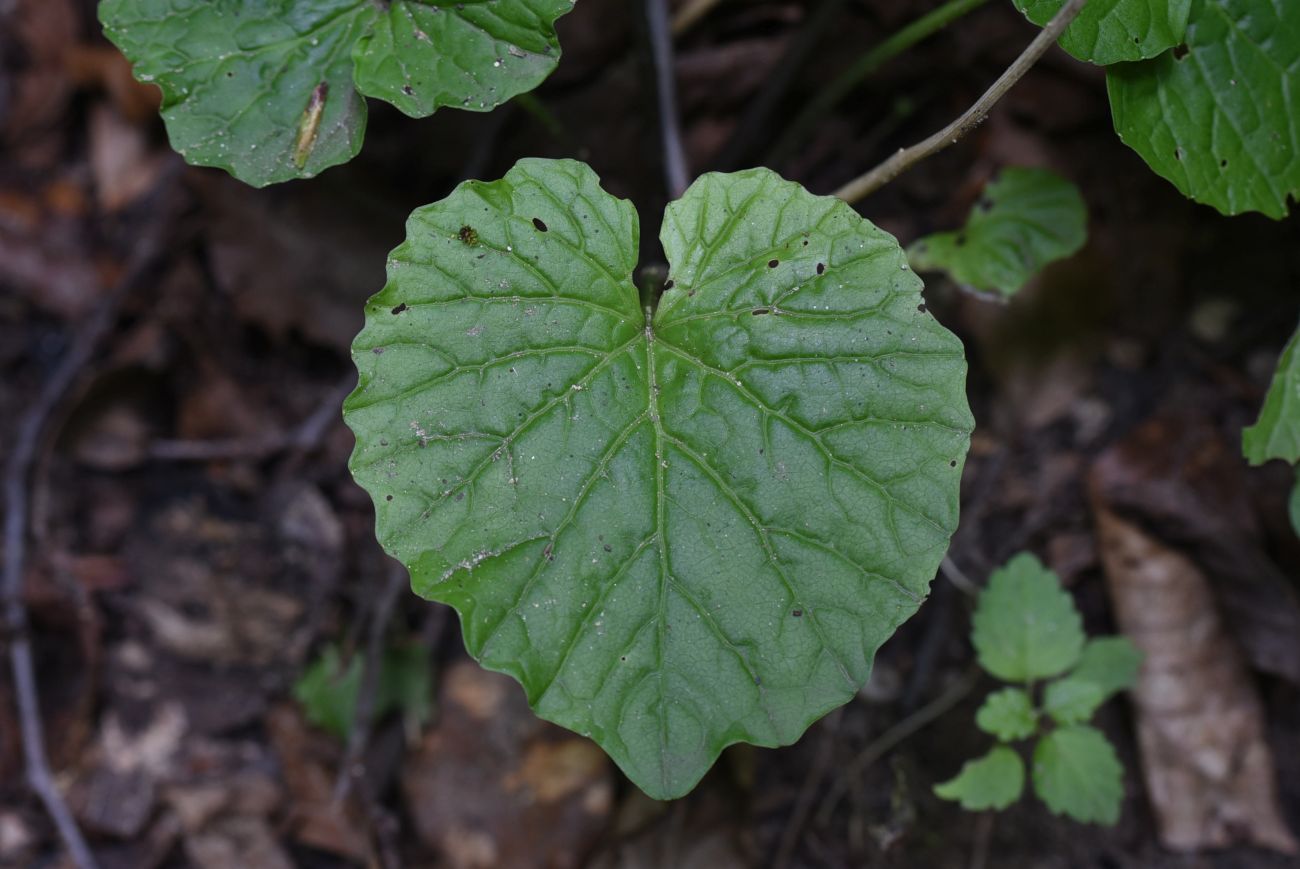 Изображение особи Pachyphragma macrophyllum.