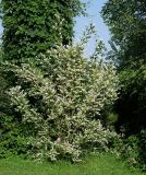 Philadelphus coronarius. Цветущее растение. Московская обл., Раменский р-н, окр. дер. Хрипань, садовый участок. 26.06.2010.