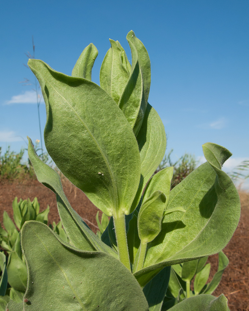 Image of Gypsophila perfoliata specimen.