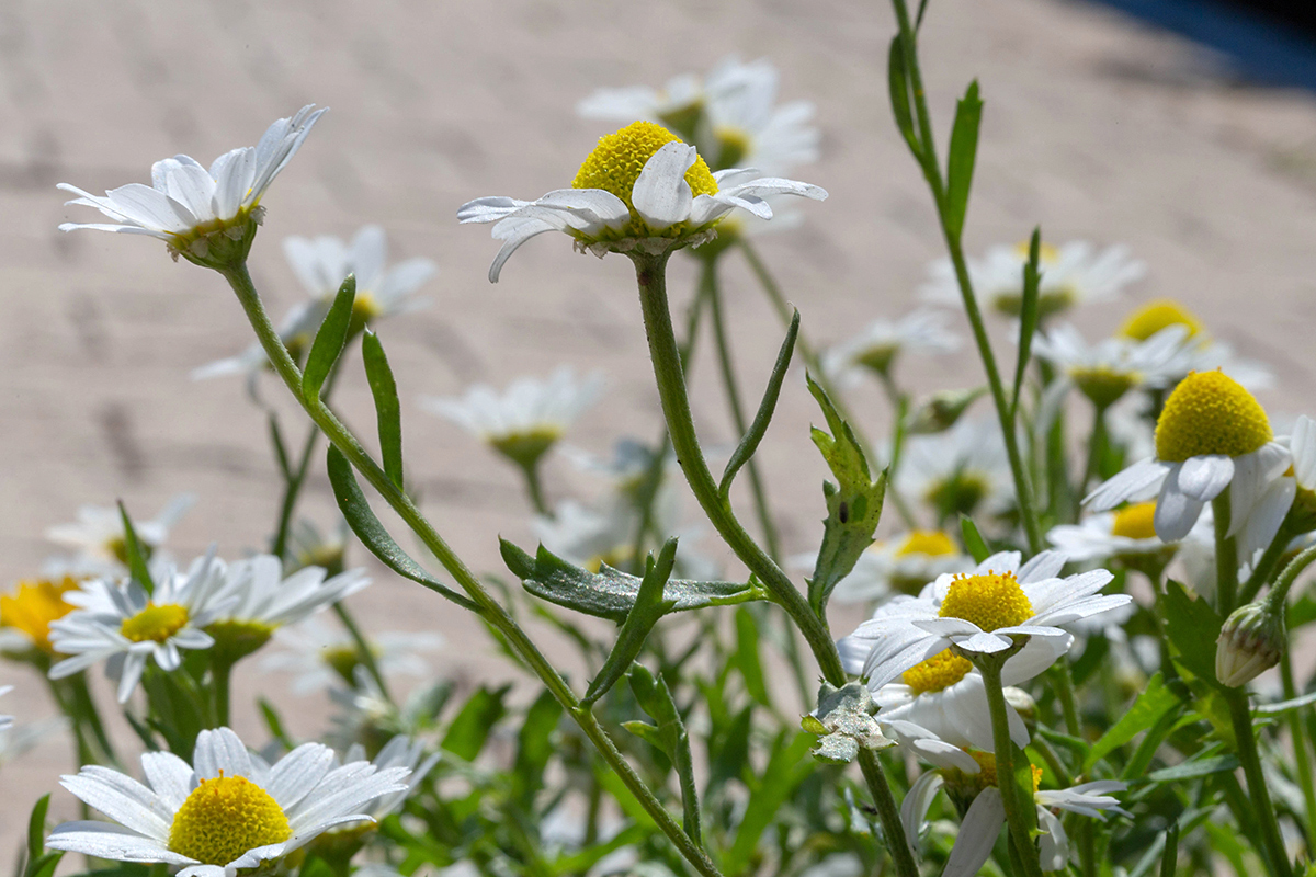 Изображение особи Anthemis palaestina.