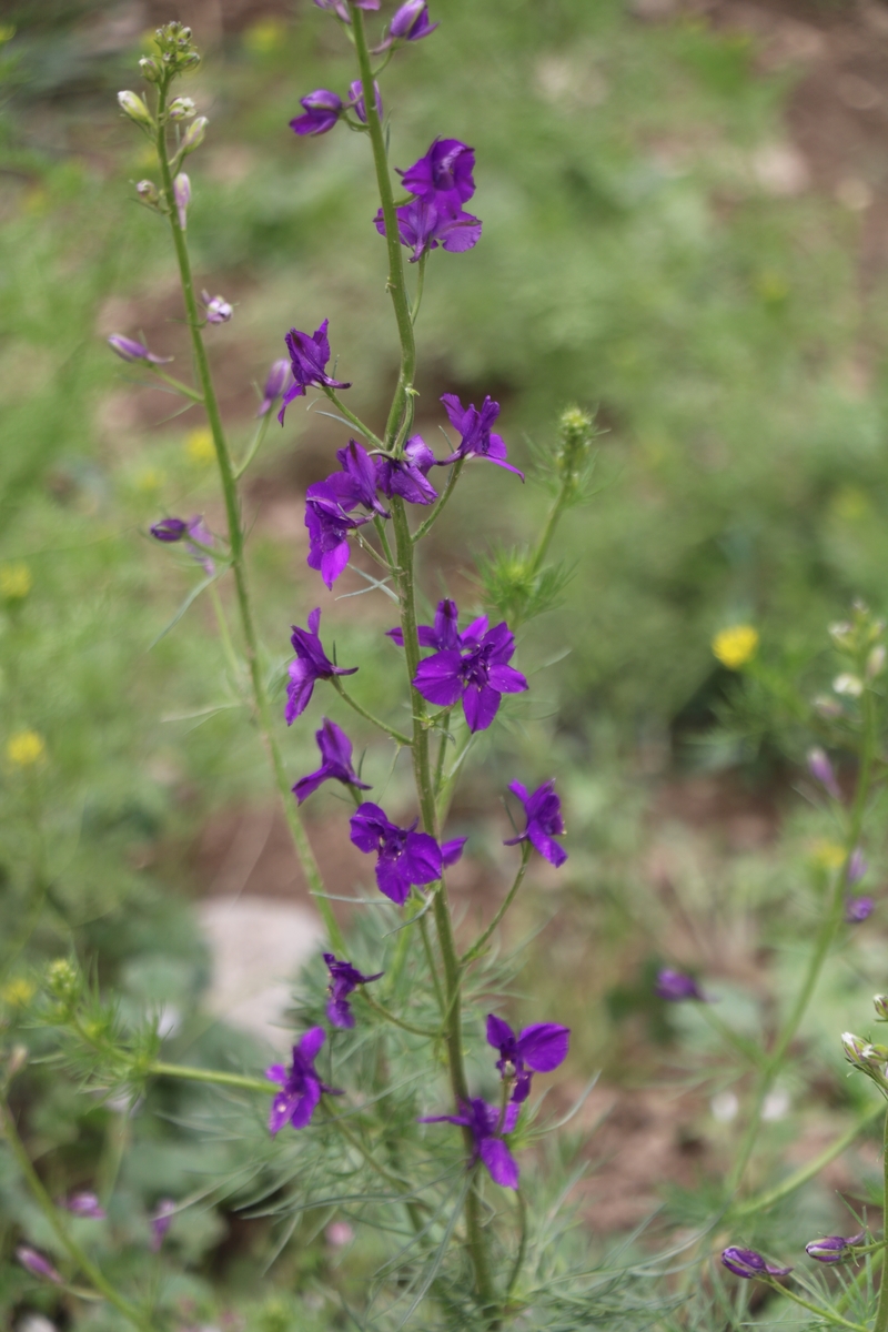 Изображение особи Delphinium hispanicum.