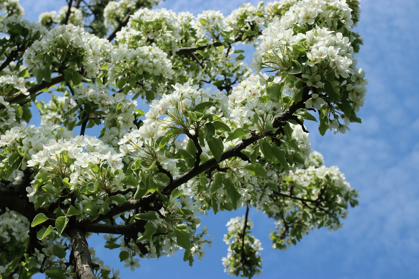 Image of Pyrus communis specimen.