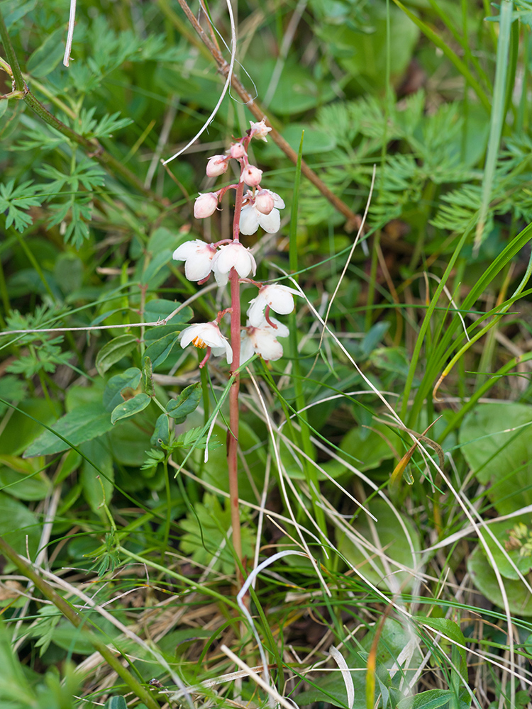 Image of Pyrola rotundifolia specimen.