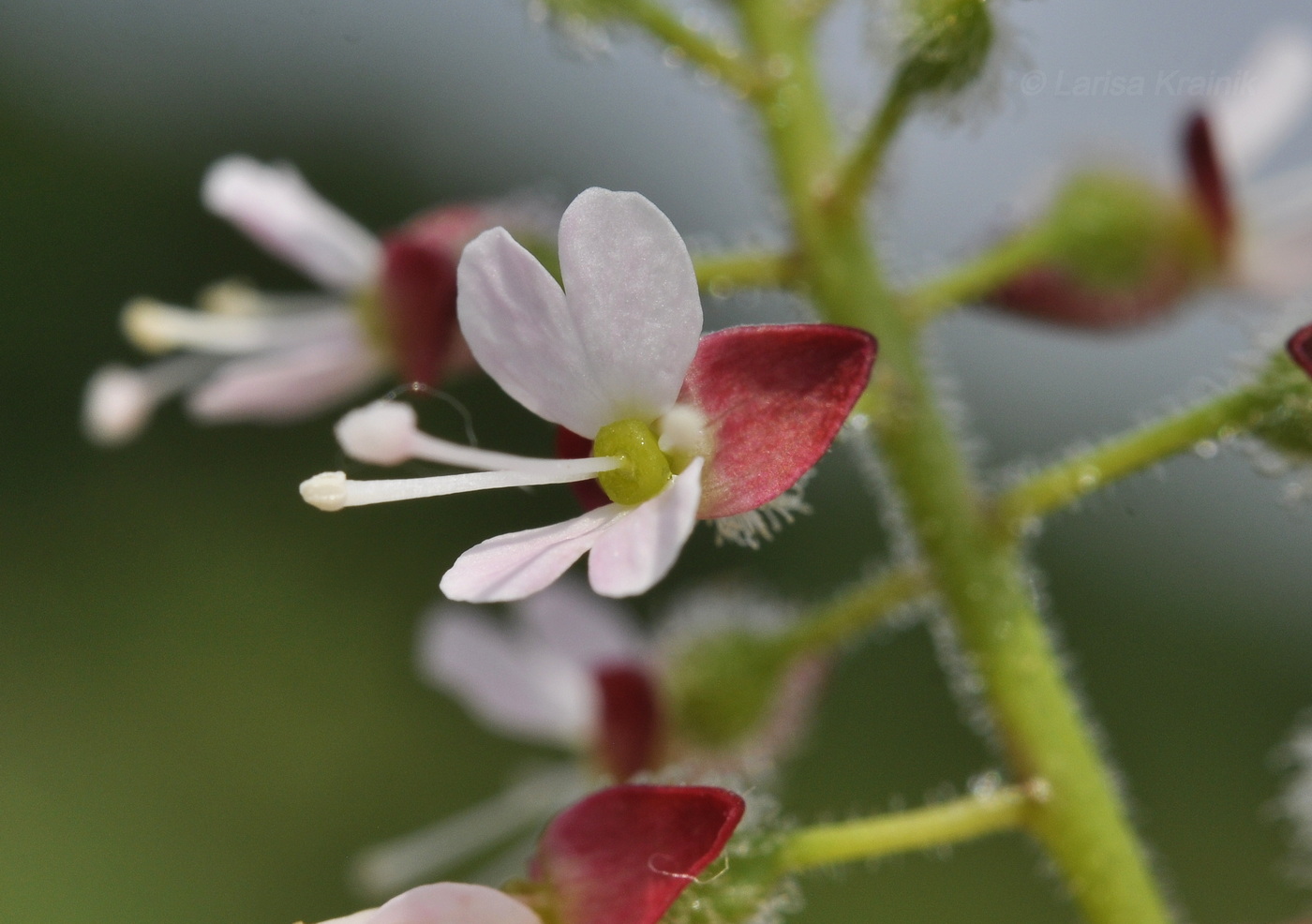 Image of Circaea lutetiana ssp. quadrisulcata specimen.