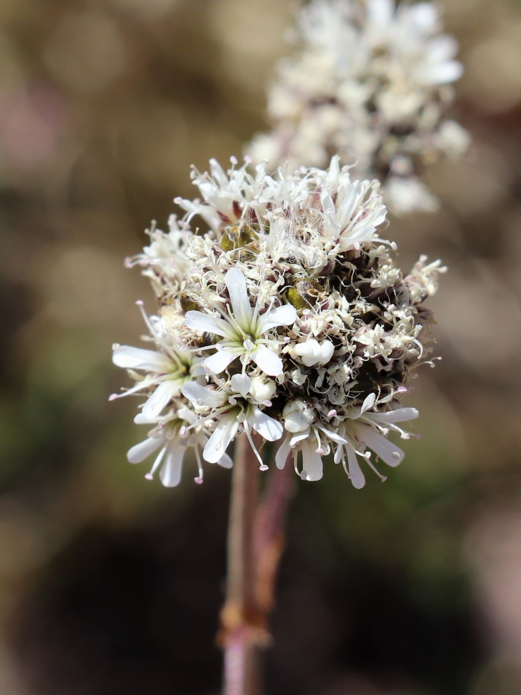 Image of Gypsophila cephalotes specimen.