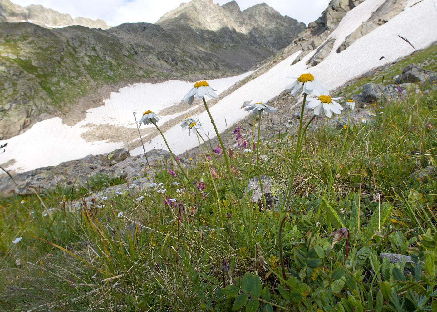 Image of Anthemis saportana specimen.