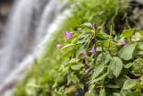 Epilobium algidum. Цветки, завязи и листья. Кабардино-Балкария, Эльбрусский р-н, пик Терскол, ≈ 2700 м н.у.м., каменистый склон под водопадом. 22.08.2023.