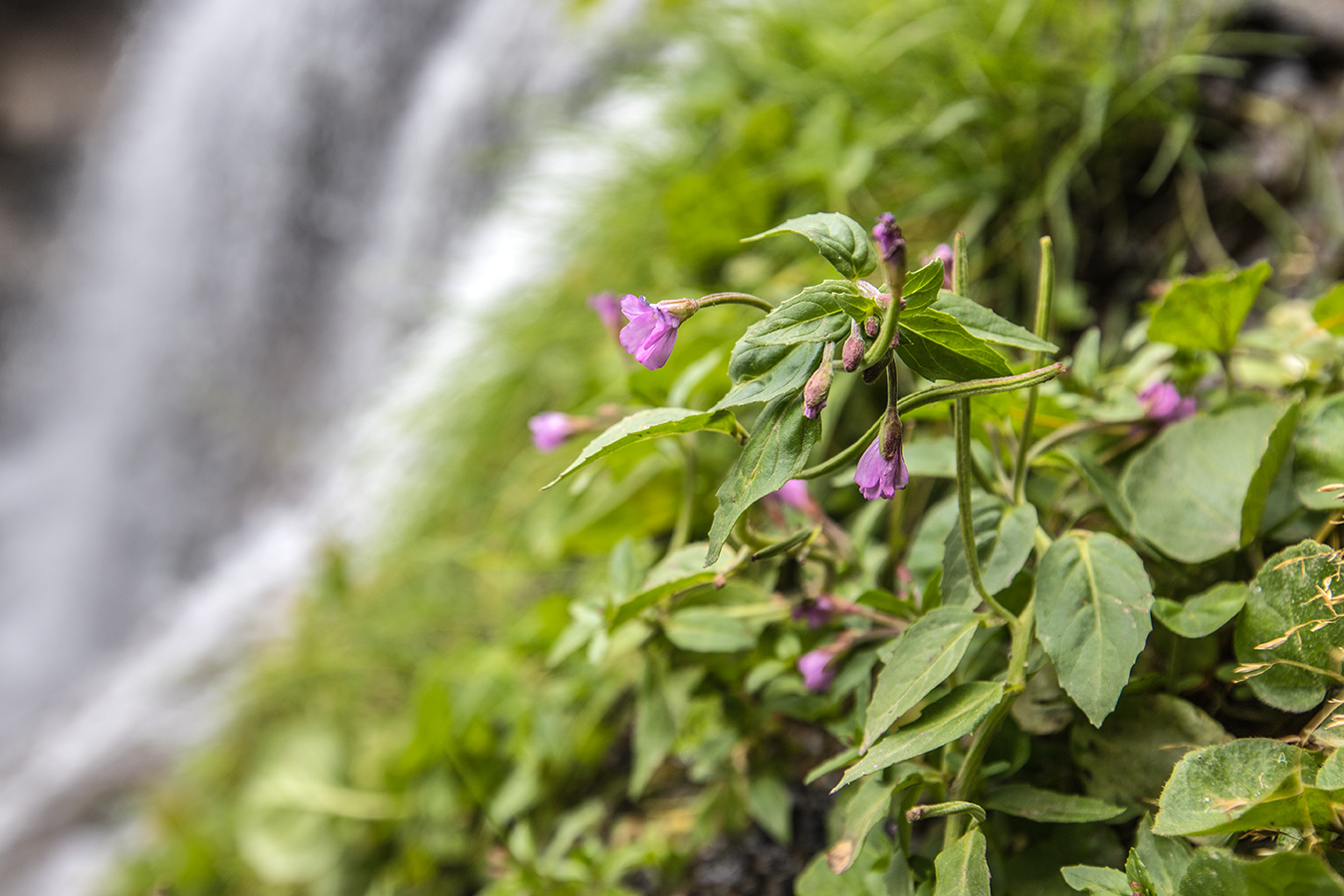 Image of Epilobium algidum specimen.