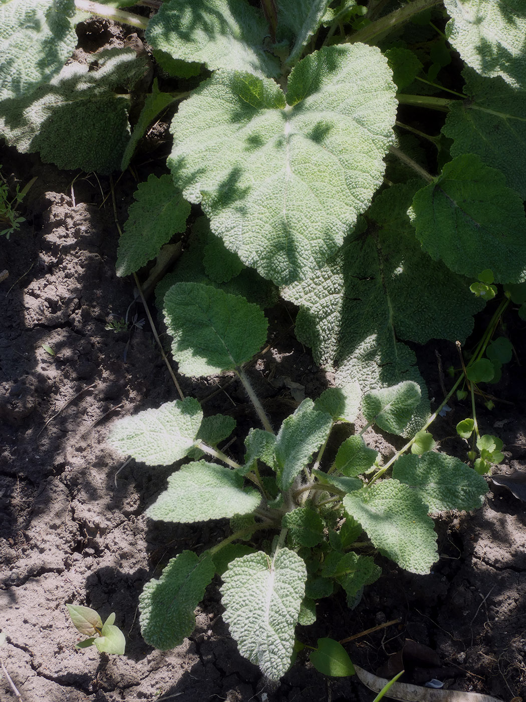 Image of familia Lamiaceae specimen.