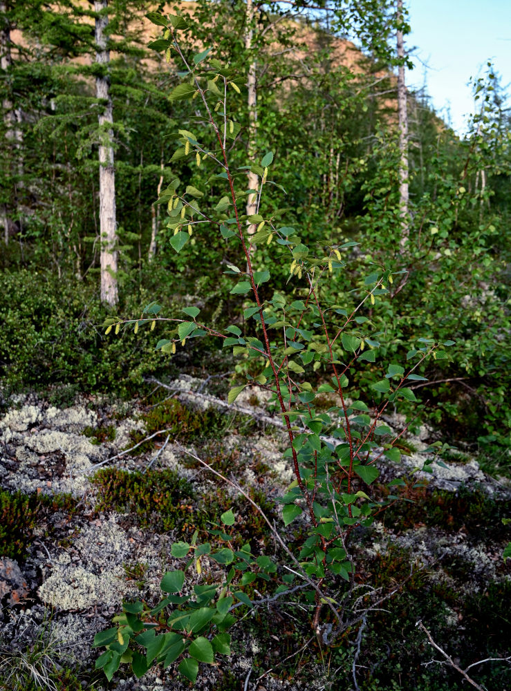 Изображение особи Betula pubescens.