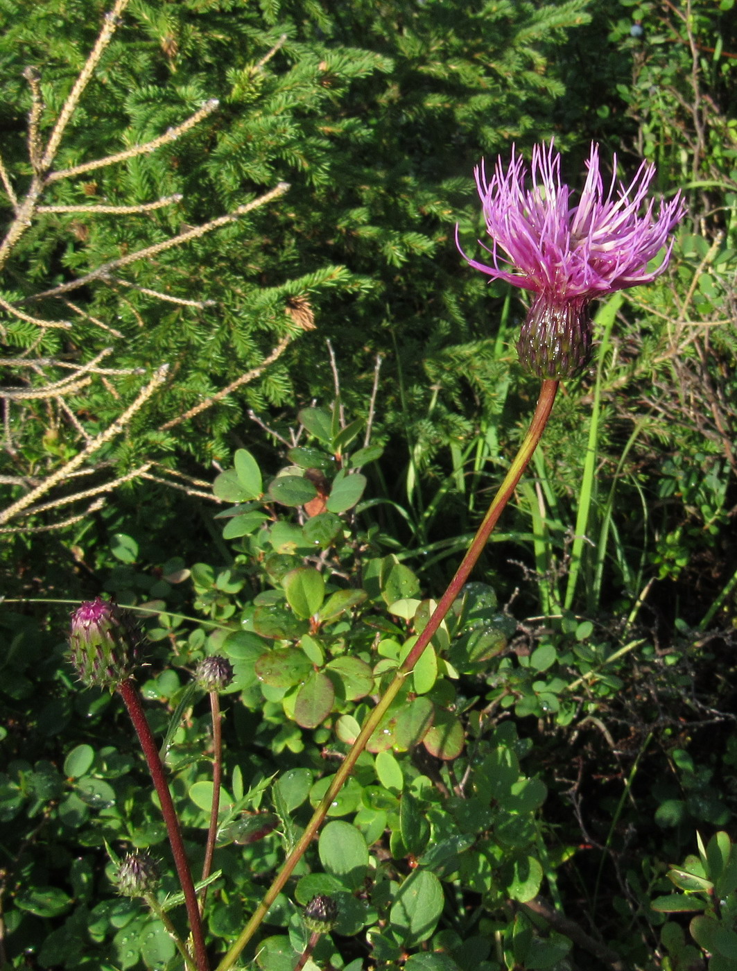 Image of Cirsium schischkinii specimen.