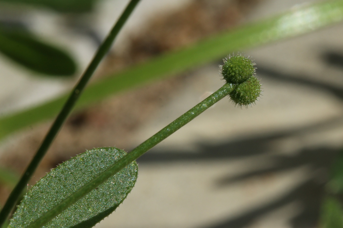 Image of Galium aparine specimen.