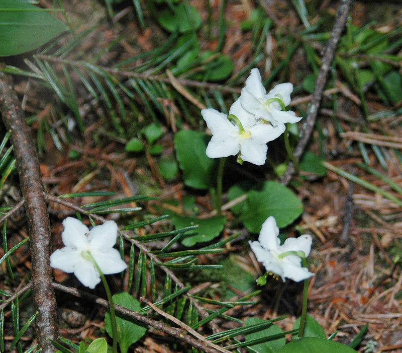 Image of Moneses uniflora specimen.