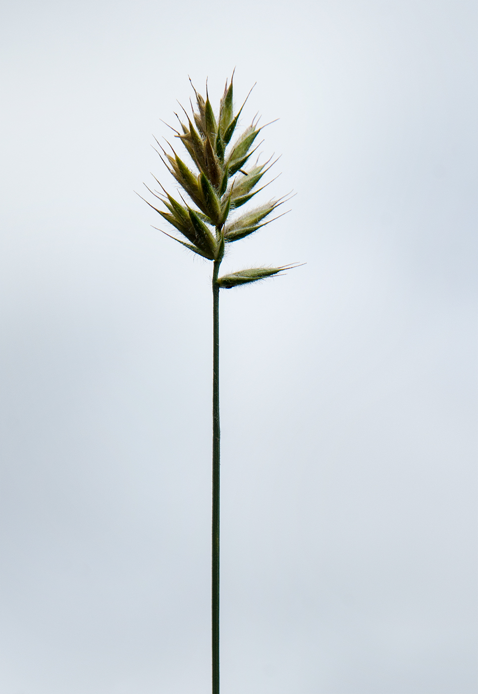 Image of genus Agropyron specimen.