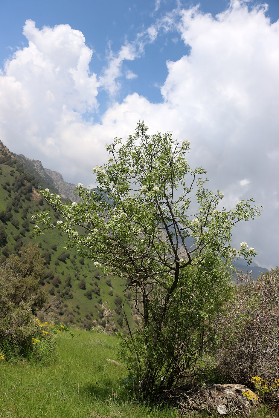 Image of Pyrus regelii specimen.