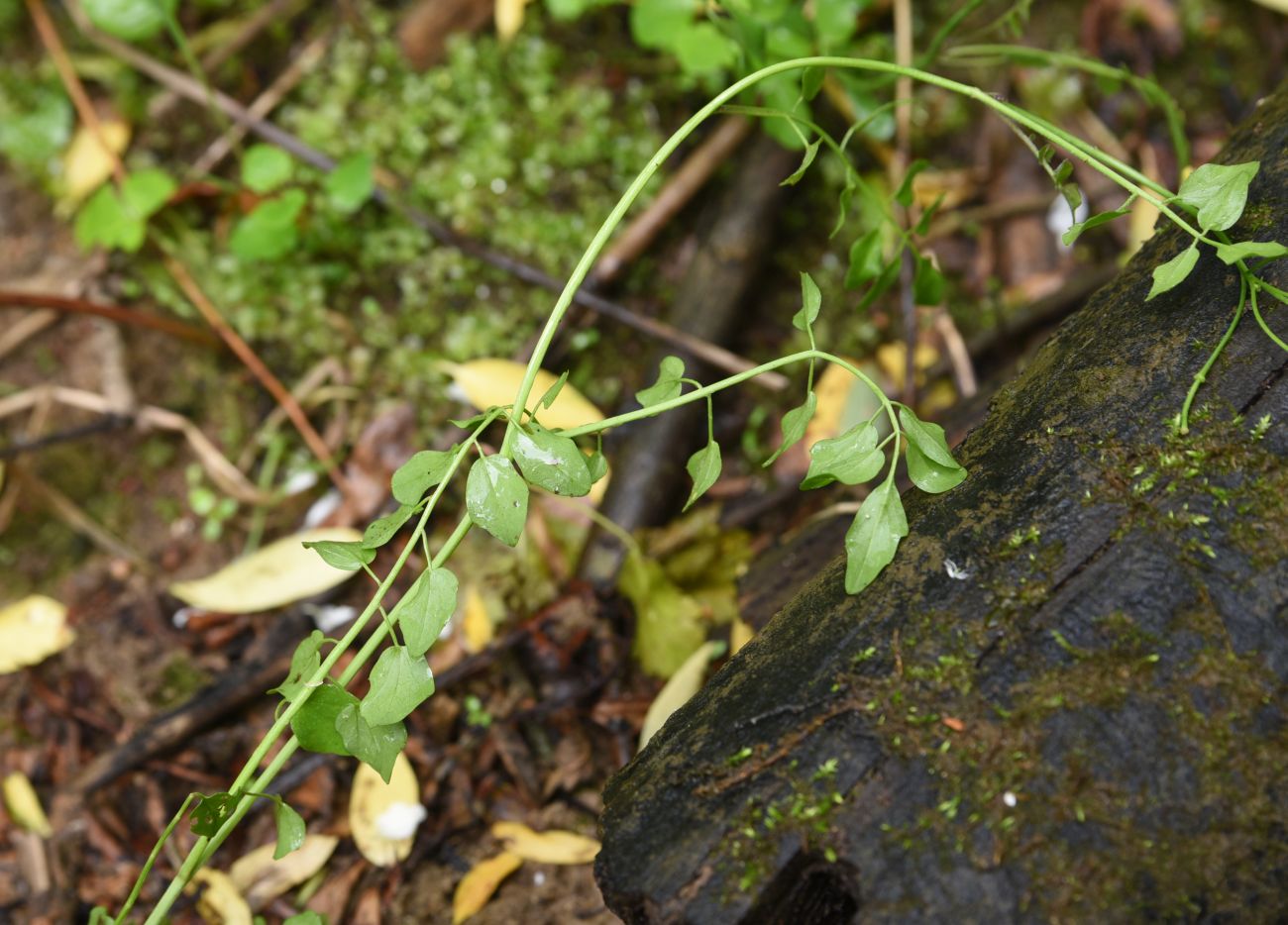 Image of Cardamine dentata specimen.