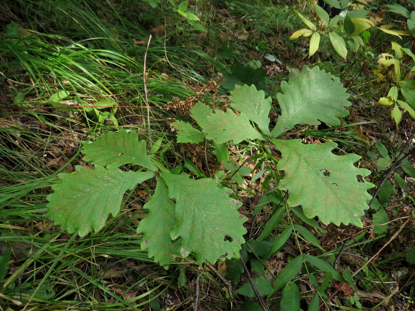 Изображение особи Quercus mongolica.