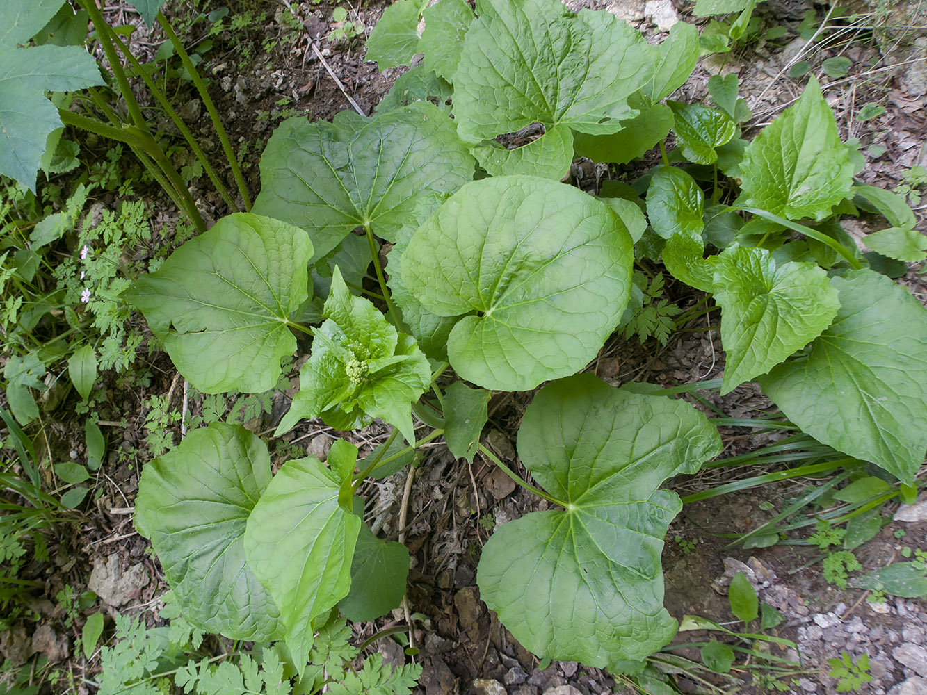 Изображение особи Valeriana alliariifolia.