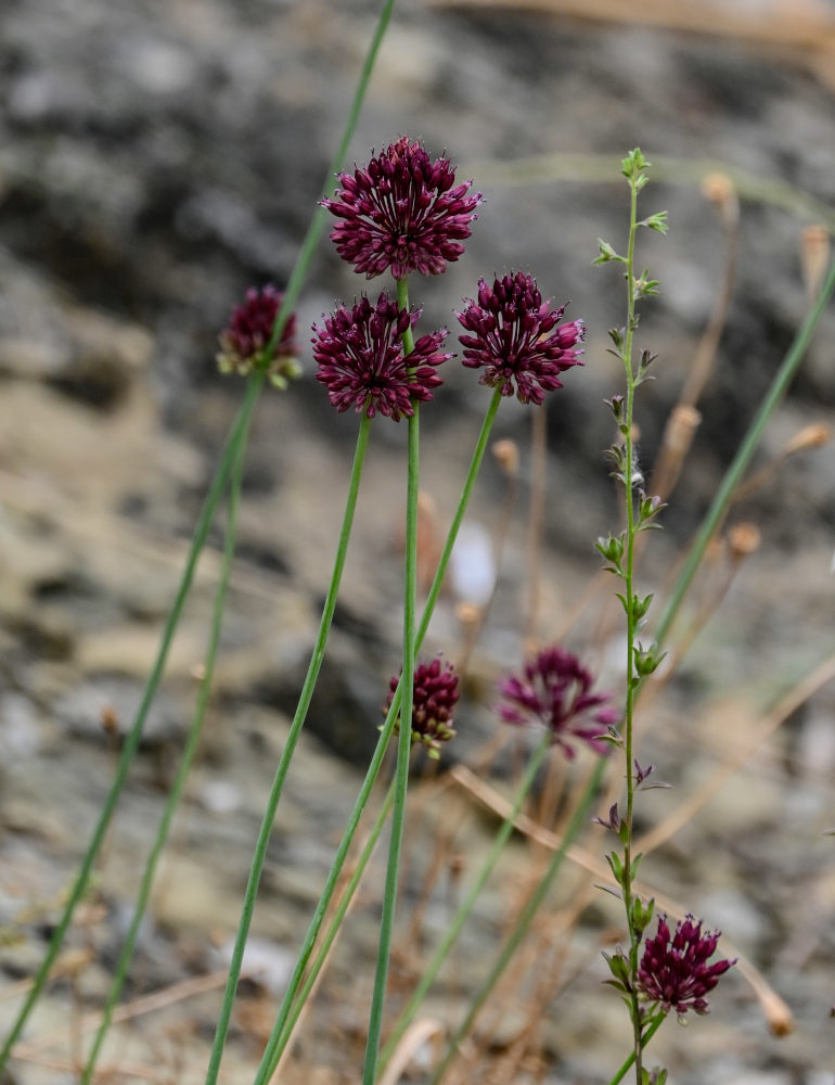 Image of Allium atroviolaceum specimen.