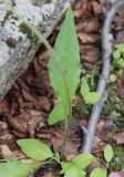 Hieracium adlerzii