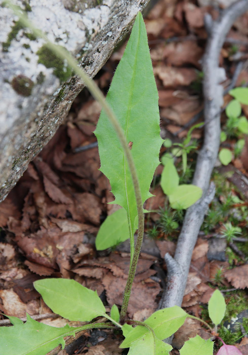 Image of Hieracium adlerzii specimen.