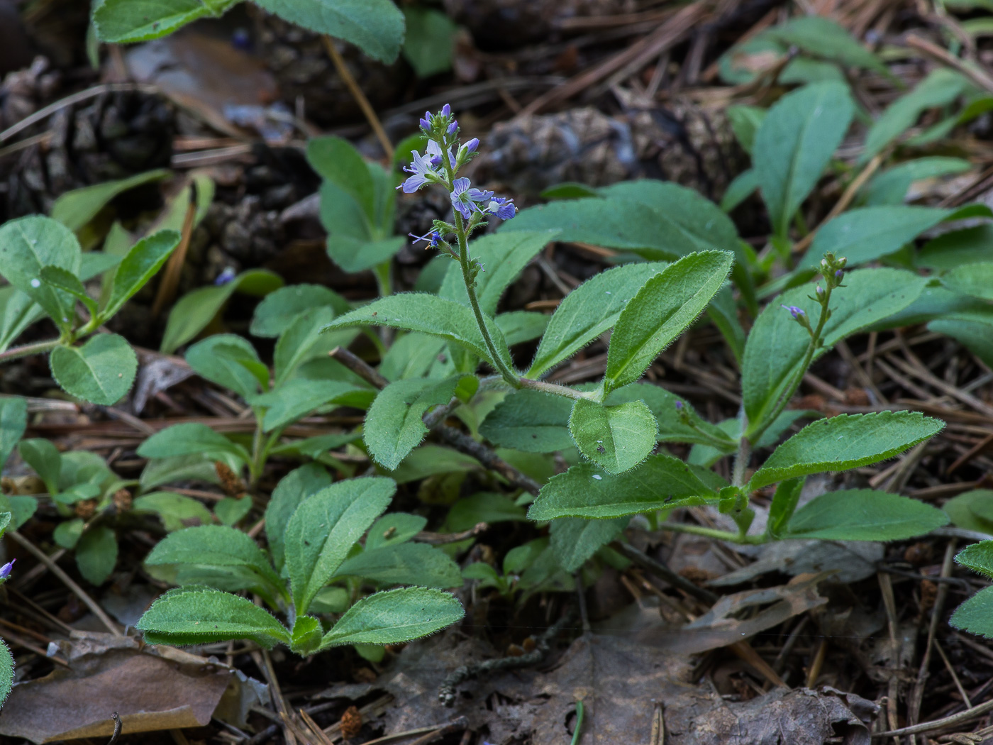 Изображение особи Veronica officinalis.