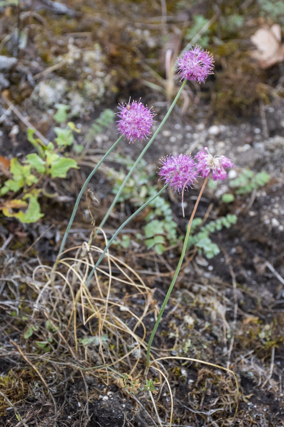 Image of Allium globosum specimen.