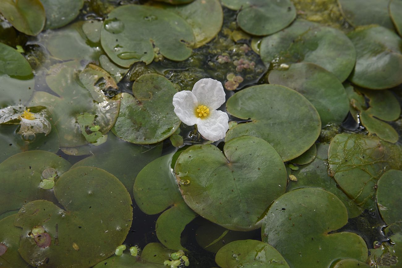 Image of Hydrocharis morsus-ranae specimen.