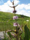 genus Mentha. Верхушка цветущего растения. Восточный Казахстан, Южный Алтай, сев. подножье хр. Сарымсакты, Бухтарминская впадина, ур. Кара-Джир, берег термального ручья. 6 июля 2024 г.