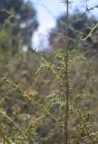 Artemisia подвид glutinosa