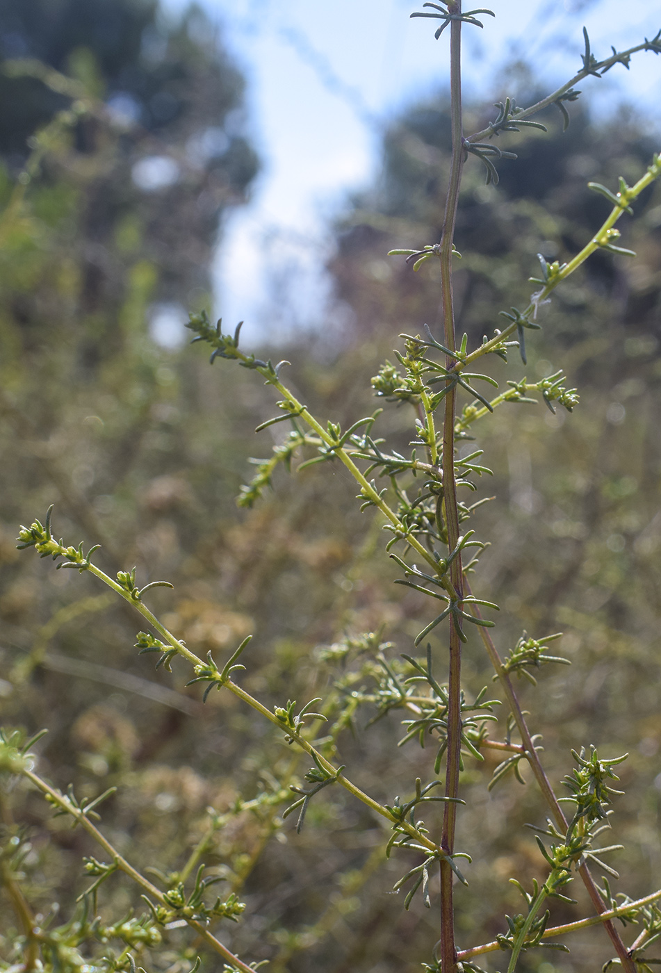 Изображение особи Artemisia campestris ssp. glutinosa.