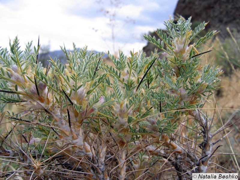 Изображение особи Astragalus bactrianus.