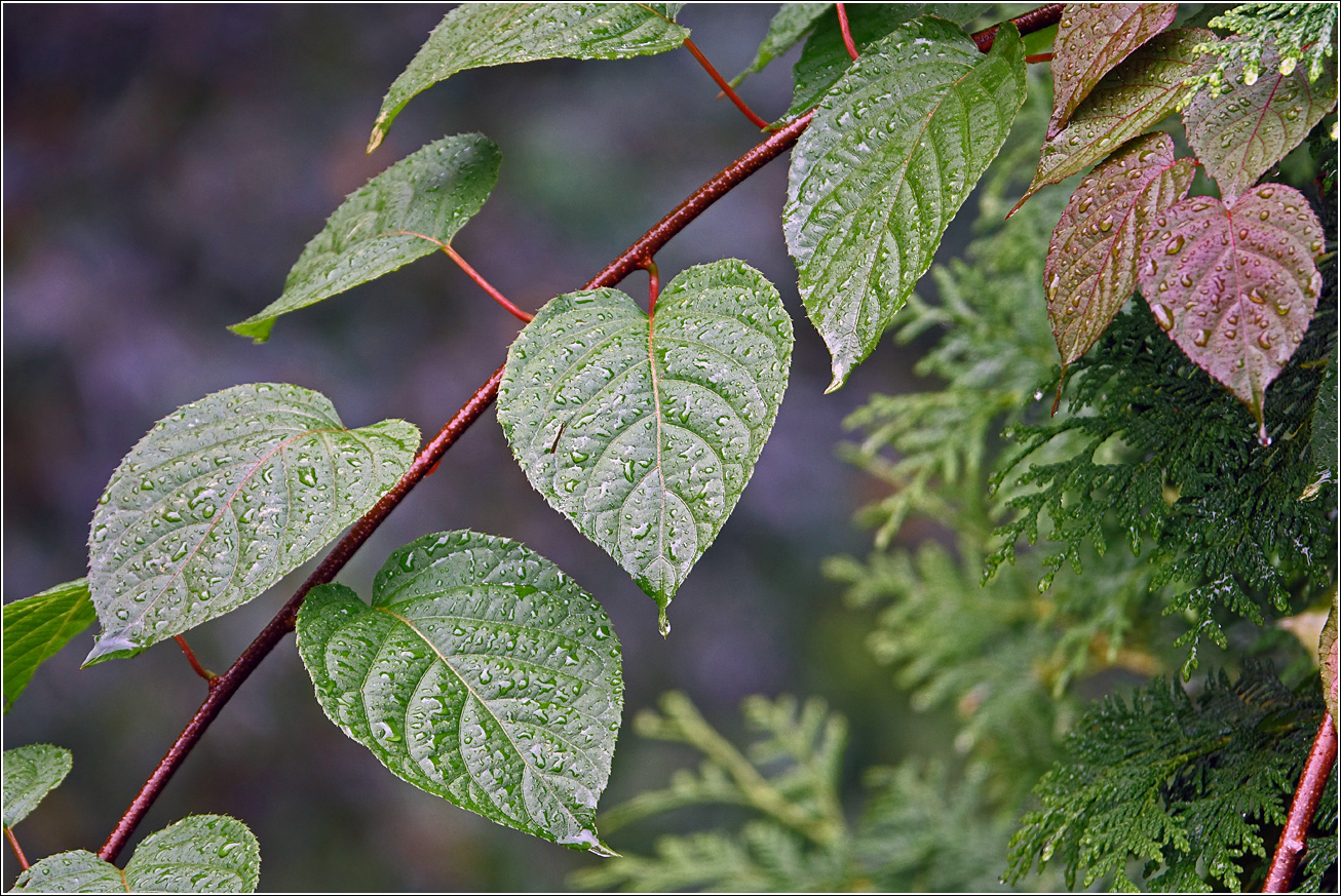 Image of Actinidia kolomikta specimen.