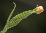 Silene noctiflora. Верхушка побега с цветком. Приморский край, г. Находка, у жилого дома, по краю посадок Syringa amurensis. 21.09.2024.