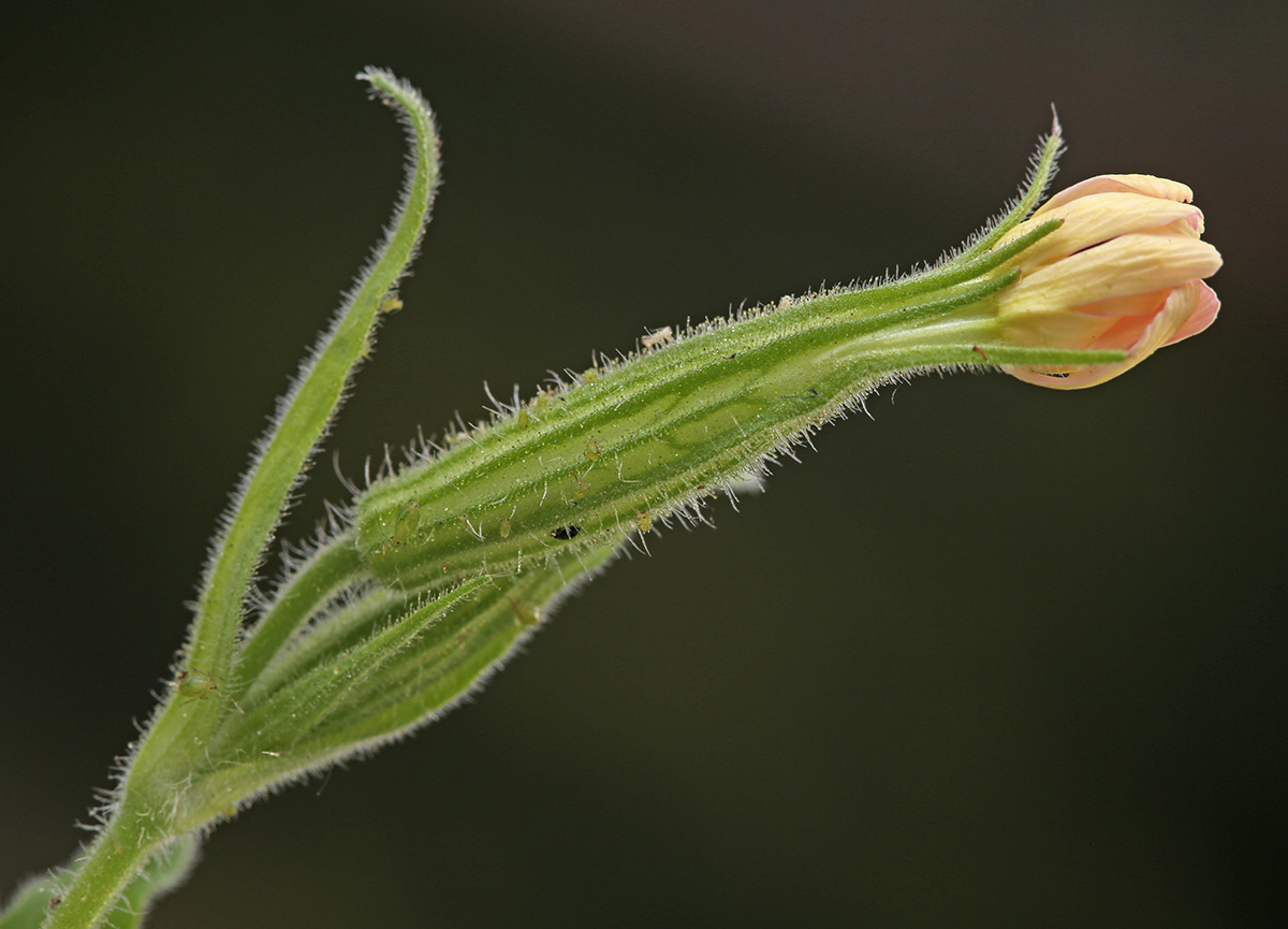 Image of Silene noctiflora specimen.