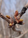 Viburnum sargentii. Часть ветви с разворачивающимися почками. Хабаровский край, окр. г. Комсомольск-на-Амуре, правый берег ручья Тёплый Ключ. 14.04.2024.