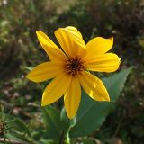 Helianthus tuberosus. Соцветие. Хабаровский край, окр. г. Комсомольск-на-Амуре, Силинский лесопарк, зарастающая просека. 23.09.2024.