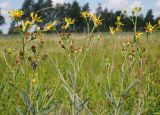 Senecio grandidentatus. Верхушки цветущих и плодоносящих растений. Ульяновская обл., Мелекесский р-н, пойма р. Бирля, местами заболоченный солоноватый луг. 05.08.2023.